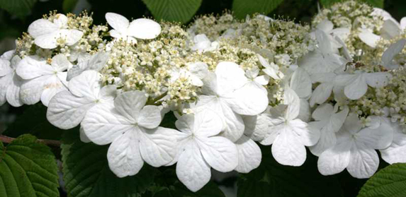 Viburnums